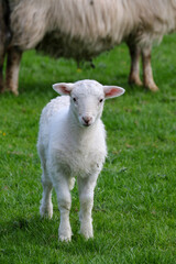 Naklejka na ściany i meble Cute Lambs on a Sheep Farm, Wales