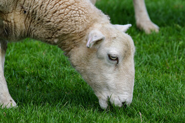 Obraz premium Sheep Farming, Northern Wales