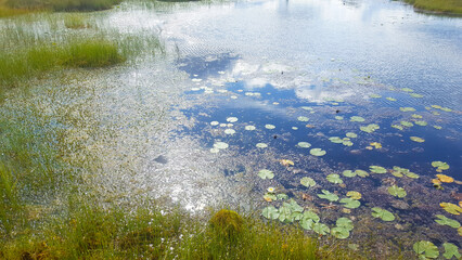 estonia swamp moor landscape view nature trail national park