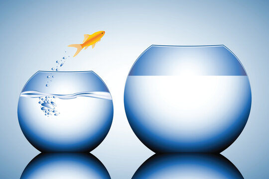 goldfish jumping out of the water vector illustration