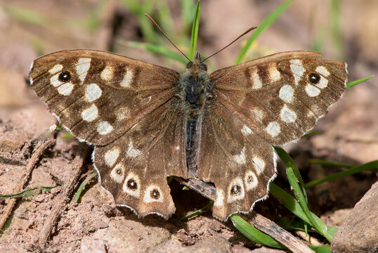 Close up of a speckled wood (pararge aegeria) butterfly
