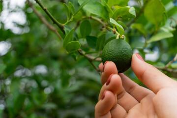 Harvesting lemons from a tree