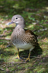 Female Mandarin Duck (Aix galericulata)