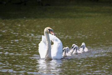 Mute Swan with Cygnets