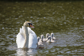 Mute Swan with Cygnets