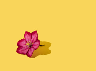 Purple flower against on yellow background. Sunny day shadow. Minimal spring and summer concept. Copy space.