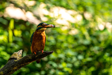 Common Kingfisher with fish