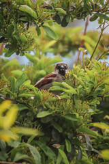 A close-up photo of a House Sparrow on a branch.