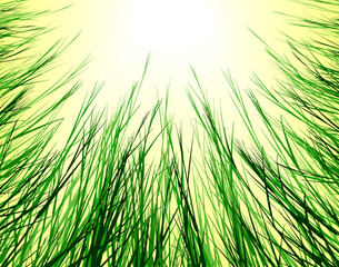 grass with sunlight vector illustration