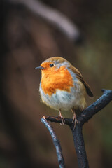 A close-up photo of Robin on a branch.