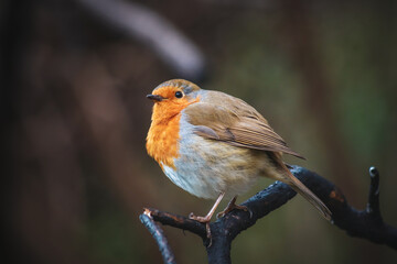 A close-up photo of Robin on a branch.