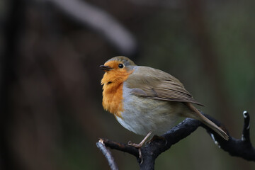 A close-up photo of Robin on a branch.