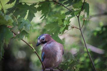 A close-up photo of an Eurasian jay on a branch.