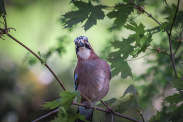 A close-up photo of an Eurasian jay on a branch.