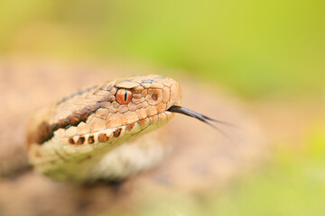 Vipera seoanei - Seoane's viper
