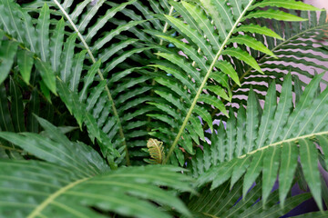 Fern: blechnum gibbum native to New Caledonia