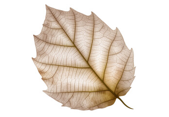 Autumn leaf on transparent background. Generative AI.
