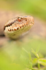 Vipera seoanei - Seoane's viper