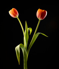 floral ornament of orange tulips on a black background - 607594375