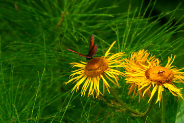 Colorfull Butterflys on Flowers