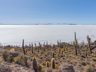 cactus in uyuni salt flats