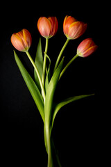 floral ornament of orange tulips on a black background