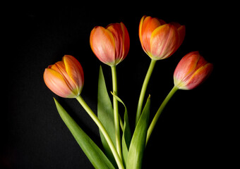 floral ornament of orange tulips on a black background