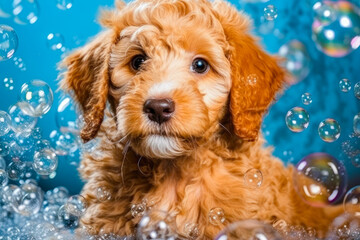 portrait of cute poodle puppy surrounded with soap bubbles. banner, postcard, placard. generative AI