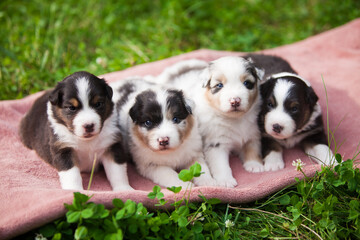 
Litter of newborn Australian Shepherd puppies