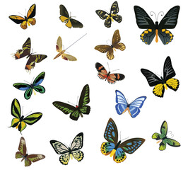 Fototapeta na wymiar many multicolored butterflies on a white background