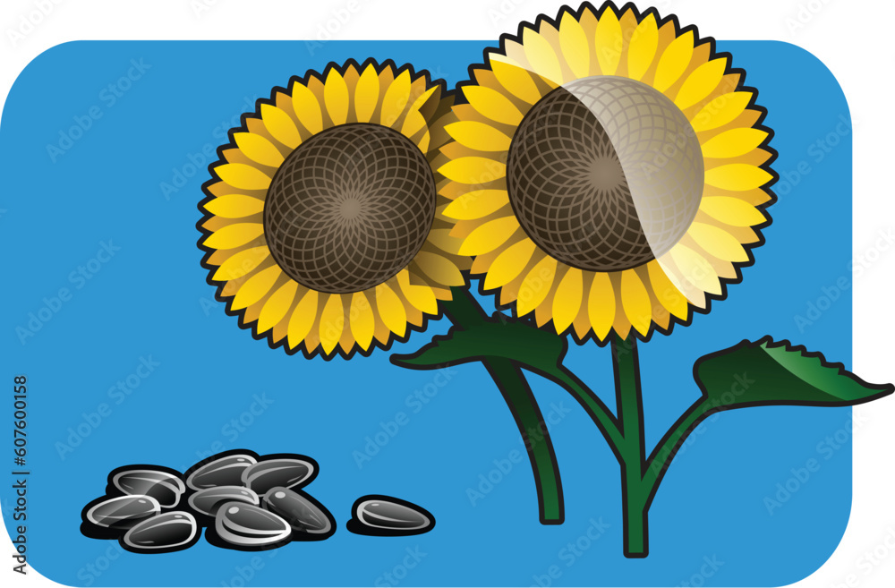 Wall mural color illustration of a sunflower. part of my vector fruit and vegetables collection. the vector fil