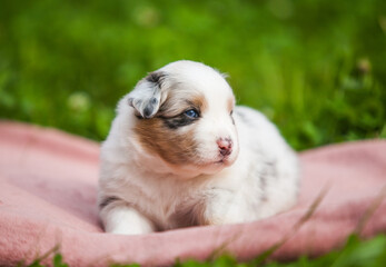 Australian Shepherd blue marble puppy in the park	
