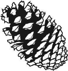 Detailed vector illustration of a pine cone