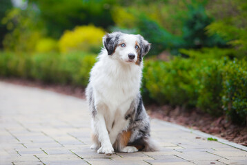 Marble dog breed Miniature American Shepherd