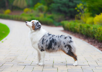 Marble dog breed Miniature American Shepherd