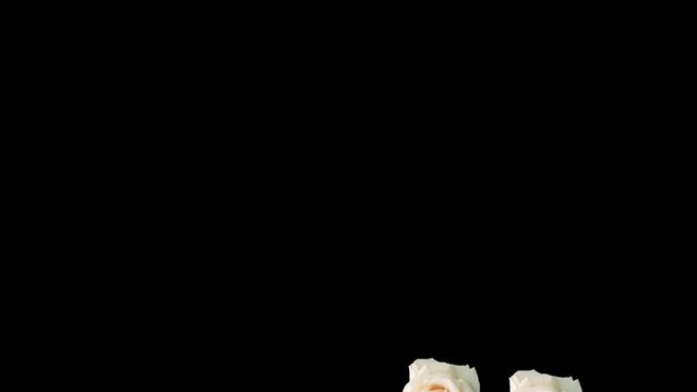 Animated Background Transition white rose falling raining