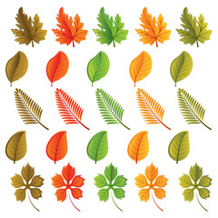Set of leaves of various shapes and colors