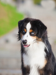 Tricolor dog breed Miniature American Shepherd