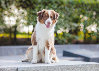 Brown dog breed Miniature American Shepherd