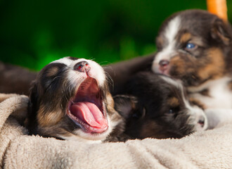 Australian Shepherd tricolor puppy in the park	