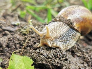 Snail Muller gliding on the wet soil
