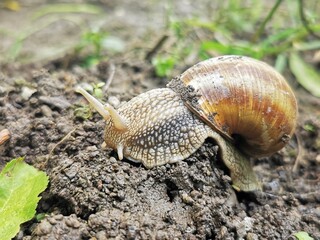 Snail Muller gliding on the wet soil