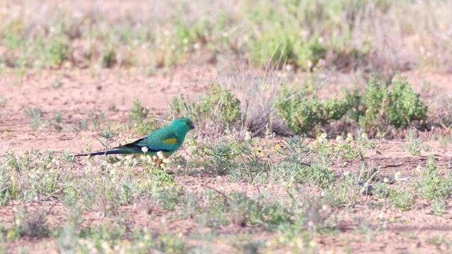 a high frame rate clip of a male mulga parrot feeding flower heads at eulo in outback qld, australia