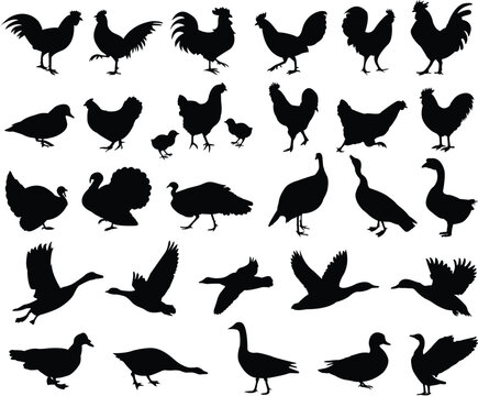 set of poultry silhouettes - vector