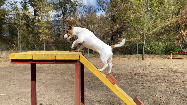 Dog jack russell terrier overcomes obstacles in the dog playground in autumn. Slow motion.