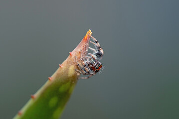 Colonus hesperus jumping spider