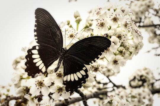 Black Butterfly On Plum Blossoms