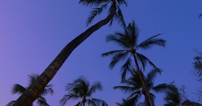 Tall Coconut trees in Purple blue twilight colors, sunset with light bulbs lines hanging,  beautiful Thai island sunset mood in Koh Samui