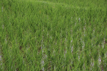 indonesian rice field paddy landscape view