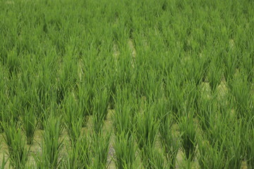 indonesian rice field paddy landscape view
